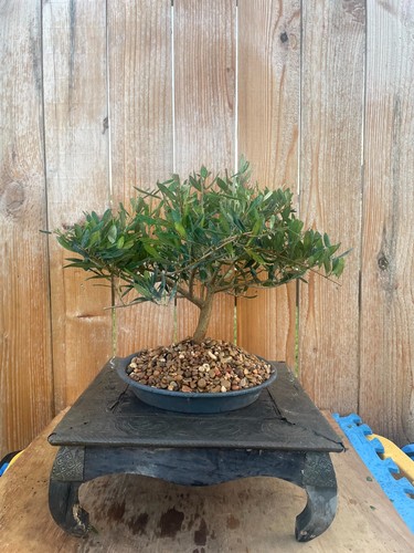 Awesome fantastic olive - awesome!,