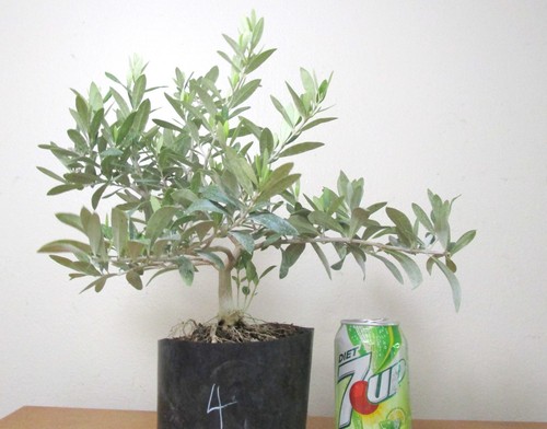 Dwarf european olive for mame - dwarf,