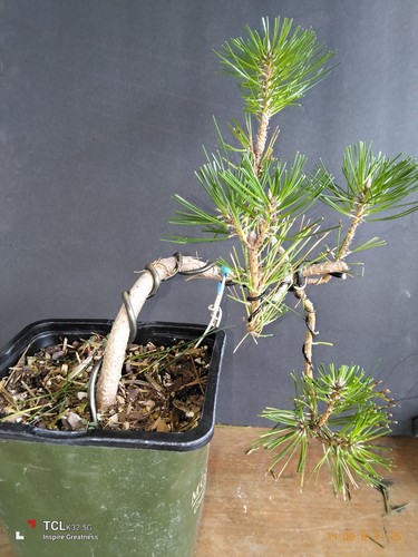 Black olive bonsai start - black,