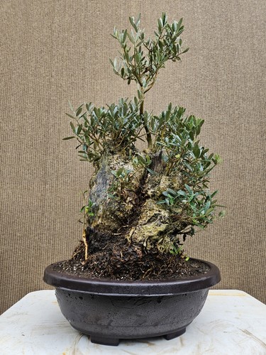 Old european olive bonsai - old,