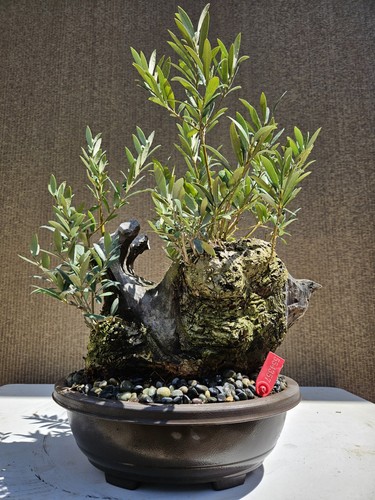 Old fruiting olive - old,