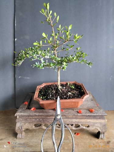 Black olive bonsai - black,
