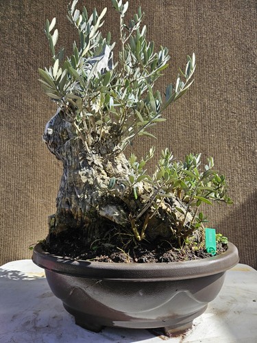 Old european olive bonsai - european,