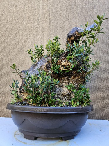 Old european olive bonsai - european,