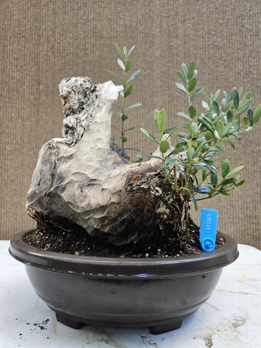 Old fruiting olive bonsai - old,