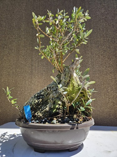 Old european olive bonsai - olive,