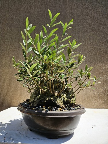 Old fruiting olive tree - olive,