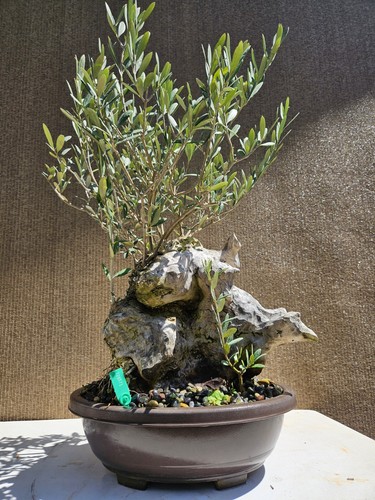 Old european olive - european,