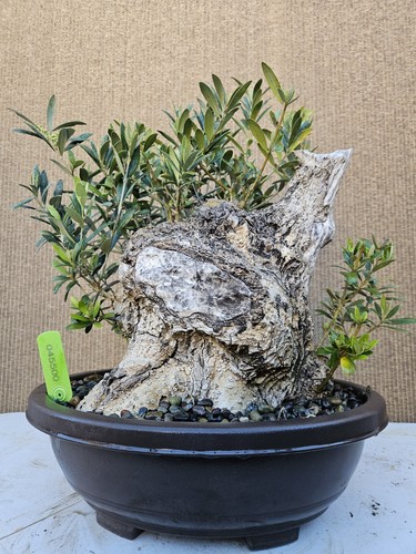 Old fruiting olive bonsai - old,