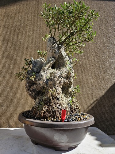 Old european olive - european,