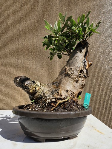 Old fruiting olive - fruiting, bonsai