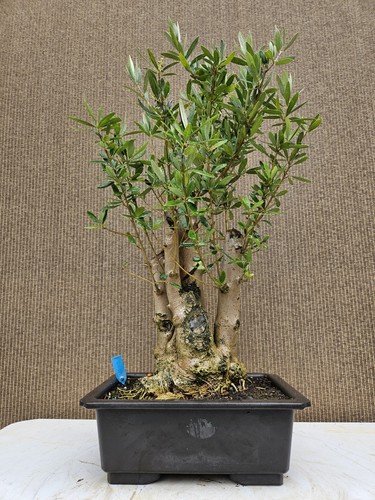 Old fruiting olive bonsai - old,