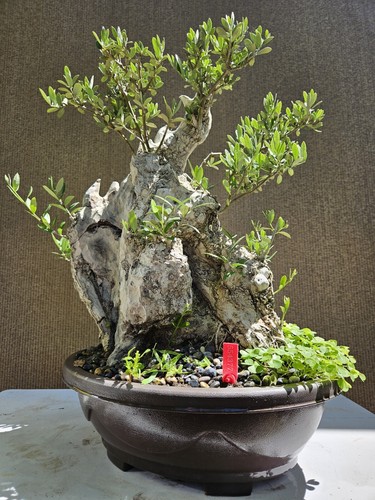 Old european olive - european,
