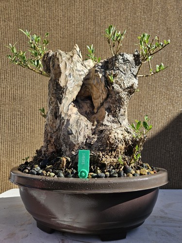 Old european olive bonsai - european,