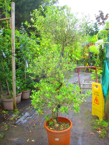 Olive cloud bonsai tree hardy - olive,