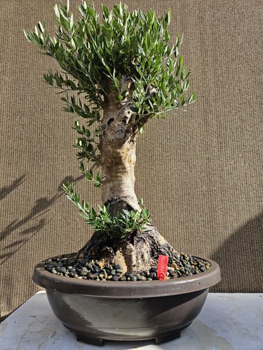 Old european olive bonsai - old,