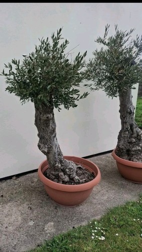 Olea europaea ancient - olea, olive