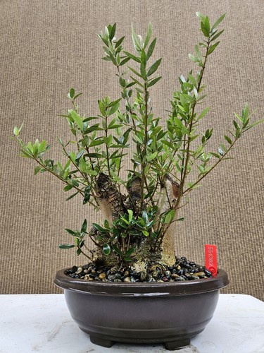 Old fruiting olive bonsai - fruiting,