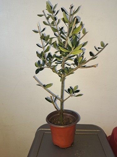Olive bonsai tree branch - bonsai,