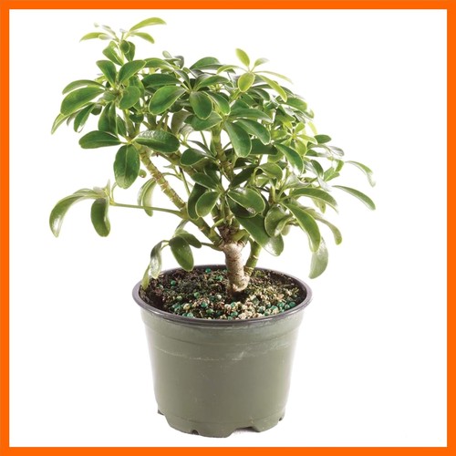 Small live bonsai - small, tree