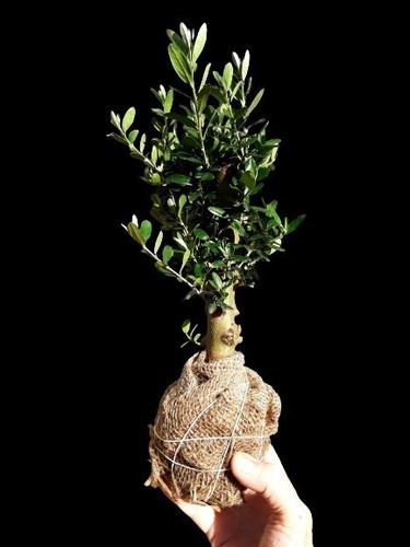 Bonsai trees plant - , olive