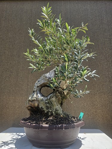 Old european olive - old,