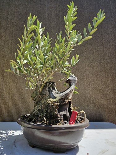 Old fruiting olive bonsai - old,