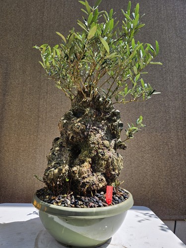 Old european olive - olive, bonsai
