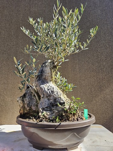 Old european olive bonsai - european,