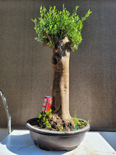 Old european olive bonsai - olive,
