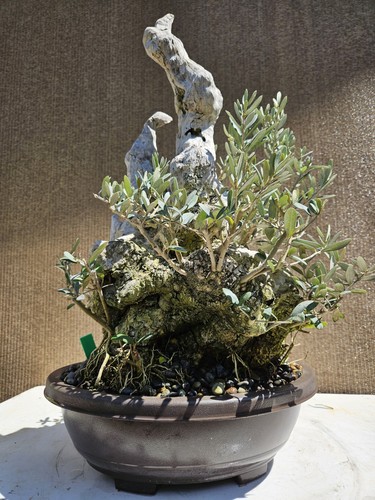 Old european olive bonsai - old,