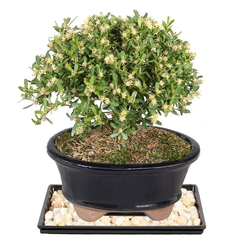 Brussel live harland boxwood - brussel's,