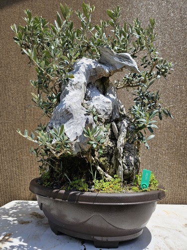 Old european olive bonsai - olive,