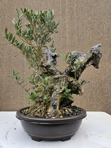 Old european olive bonsai - european,