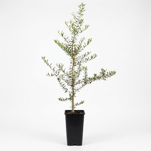 Koroneiki olive tree live - olive,