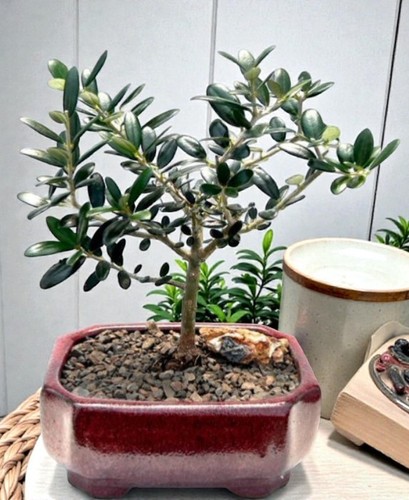 Flowering fruiting european - &,