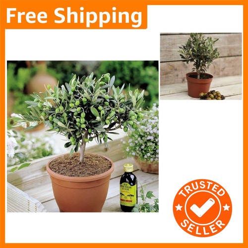 Bonsai style olive - bonsai,