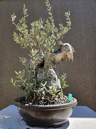 Old european olive bonsai - olive,