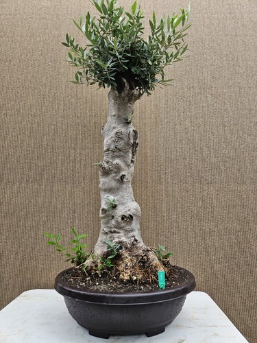 Old european olive - european,