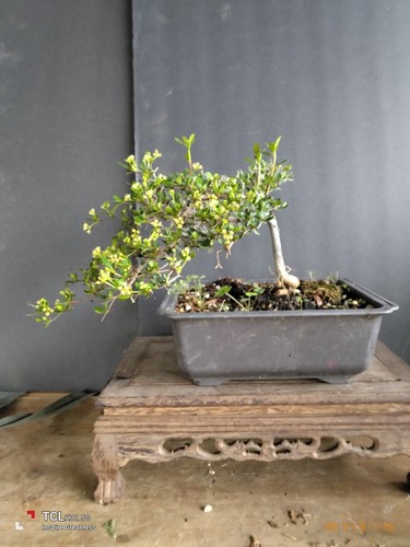 Black olive bonsai - black,