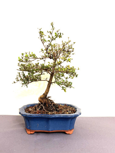 Dwarf black olive bucida - dwarf, (bucida