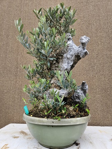 Old european olive - olive, bonsai