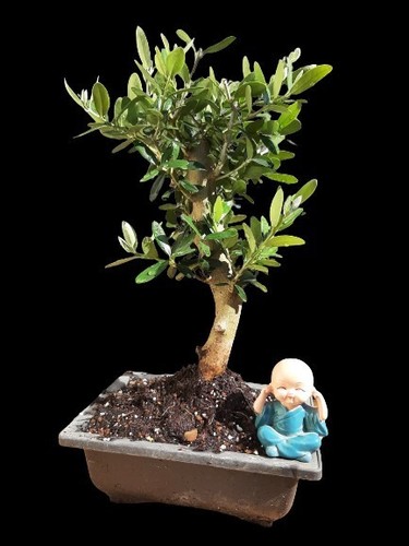 Bonsai trees plant - , olive