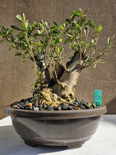 Old fruiting olive - fruiting,