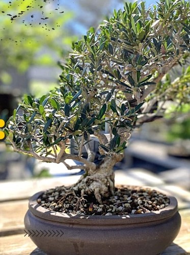 Olive cloud bonsai tree - tree, hardy