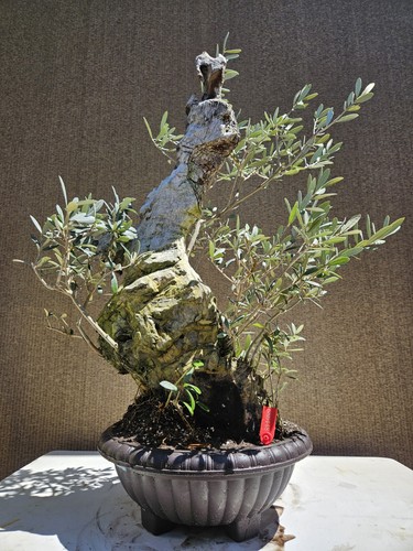Old european olive - european, bonsai