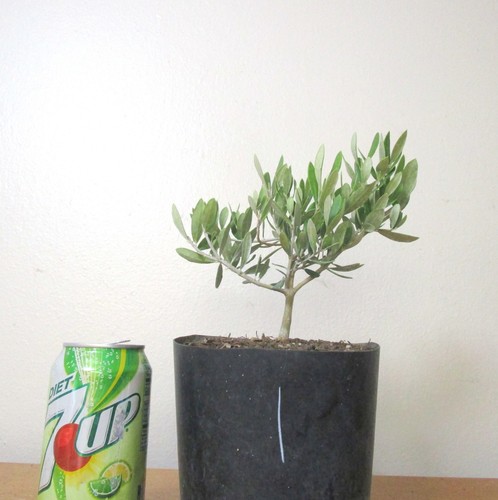 Dwarf european olive - european, mame