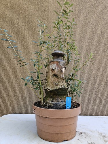 Old mallorcan olive bonsai - olive,