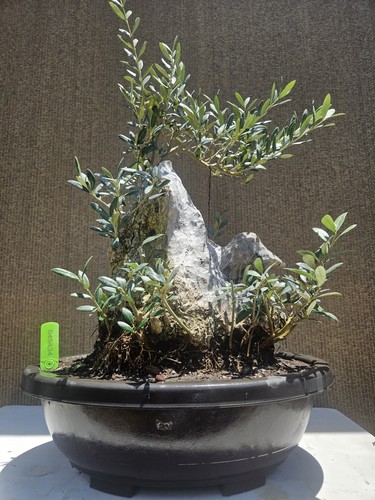 Old european olive bonsai - old,