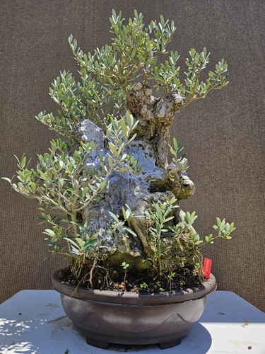 Old european olive bonsai - old,